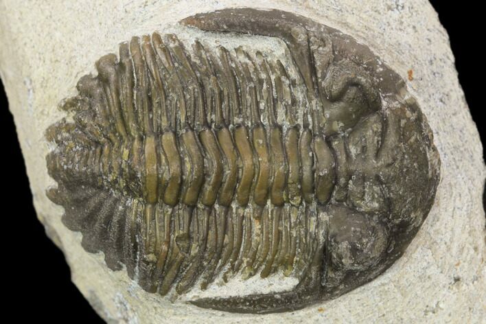 Bargain, Hollardops Trilobite - Visible Eye Facets #119845